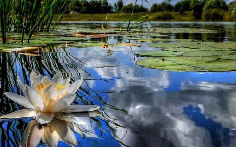 White water lily on a pond