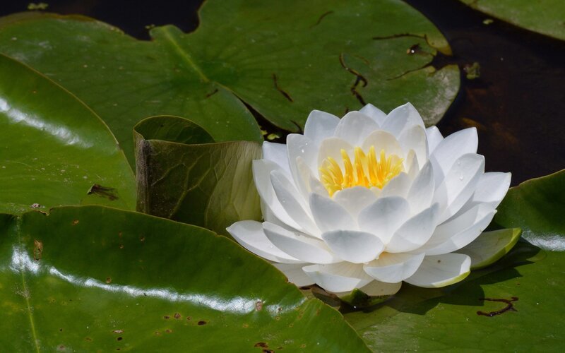 White water lily on a pond