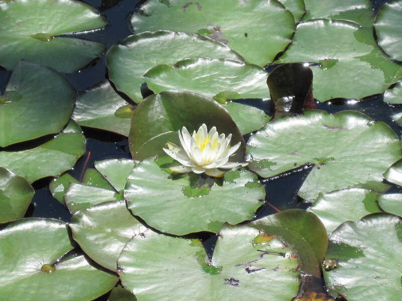 White water lily on a pond
