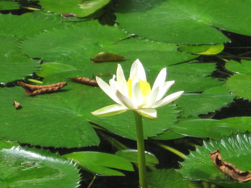 White water lily on a pond