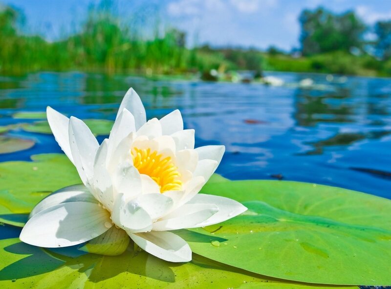 White water lily on a pond