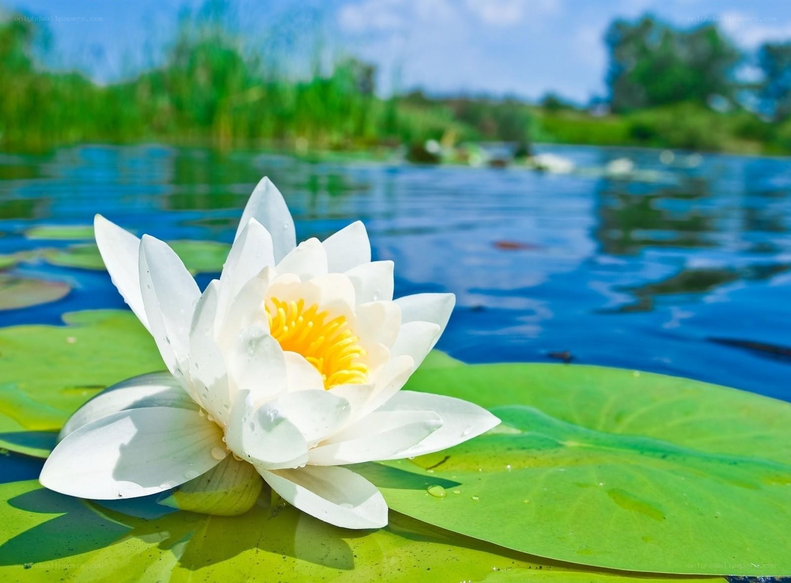White water lily on a pond