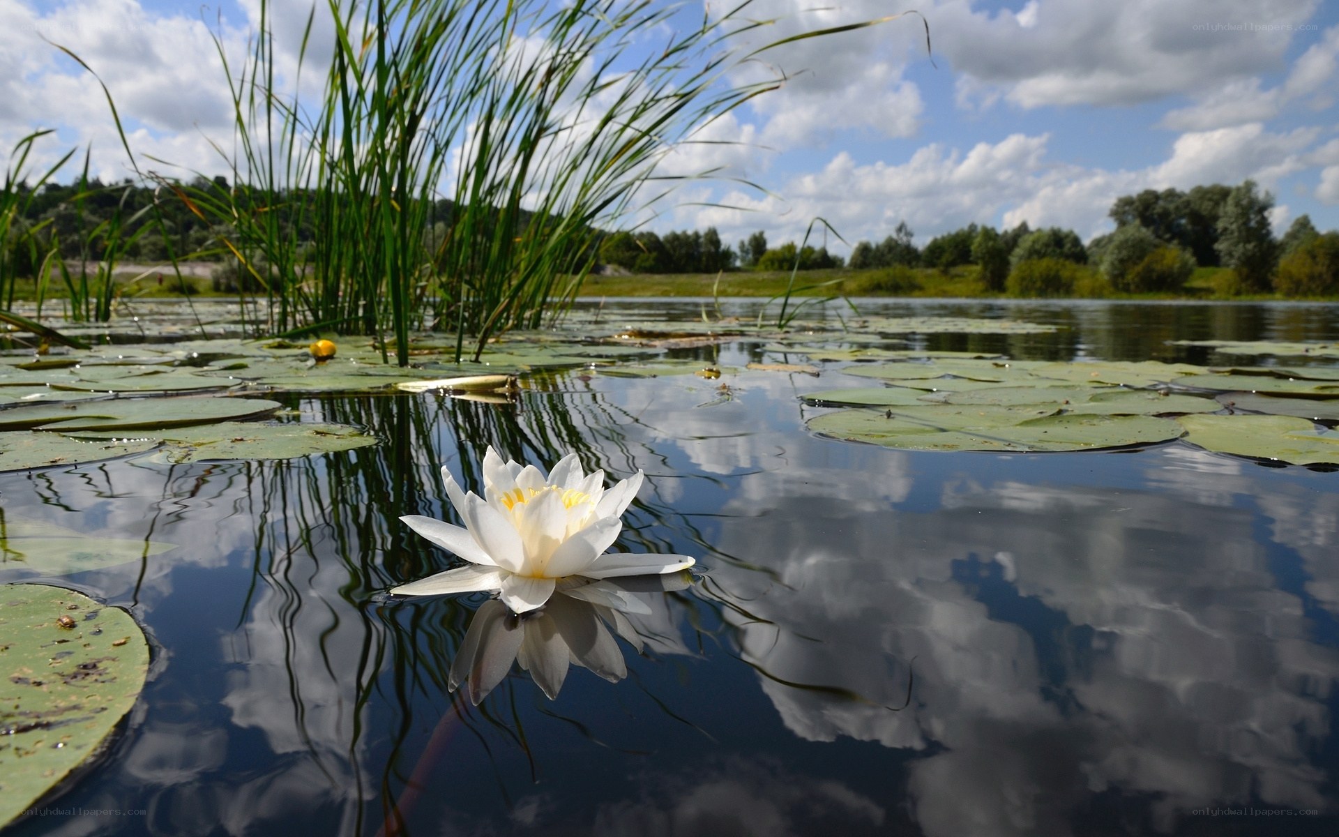 White water lily on a pond