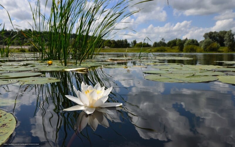 White water lily on a pond