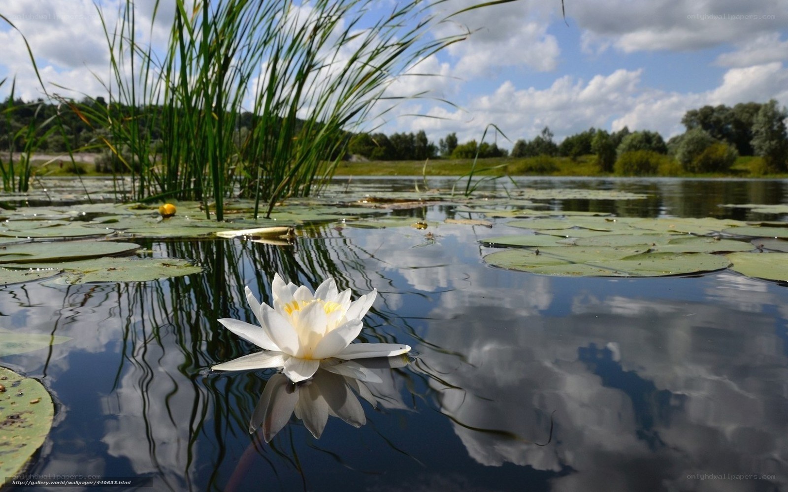 White water lily on a pond