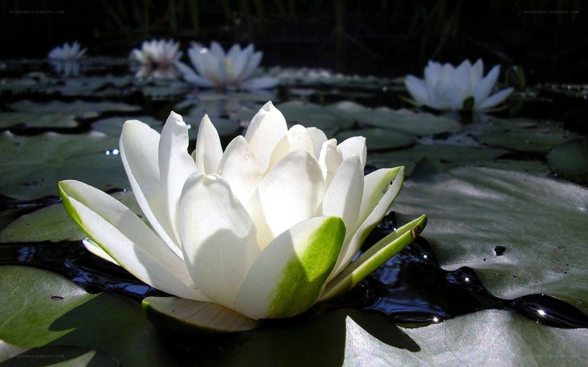 White water lily on a pond