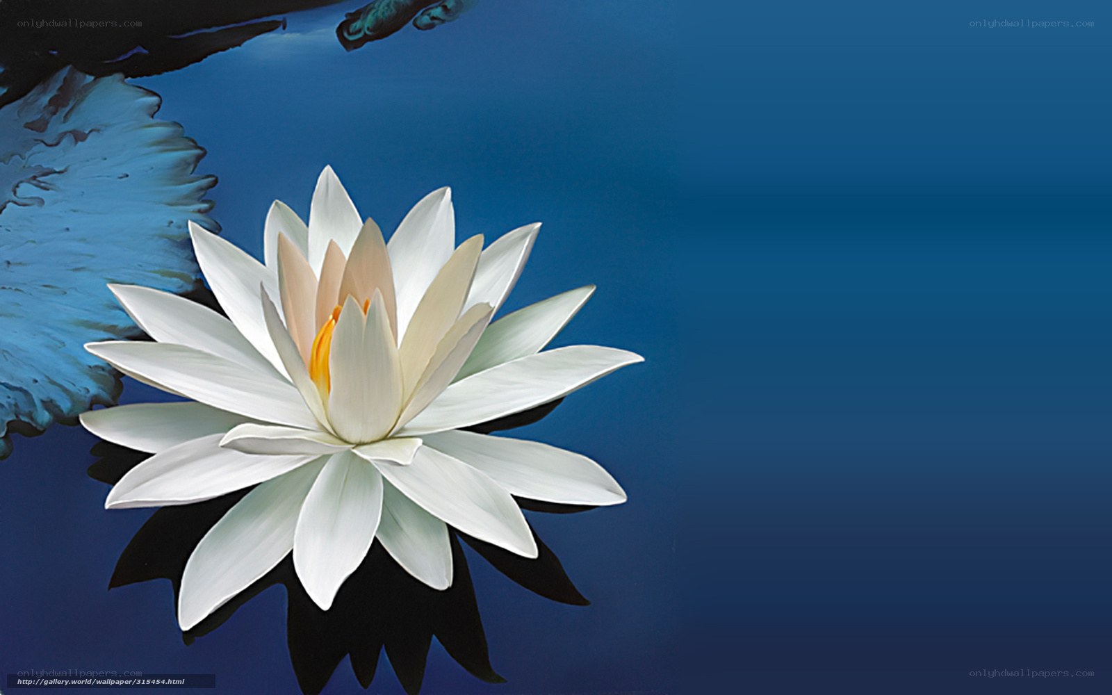 White water lily on blue water