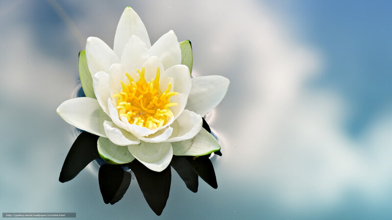 White water lily on calm water