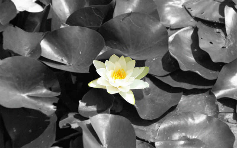 white water lily on dark leaves