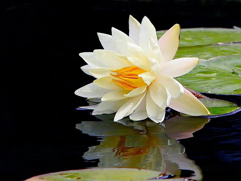 White water lily on dark pond
