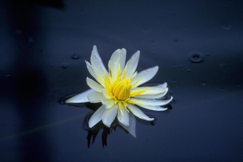 White water lily on dark water