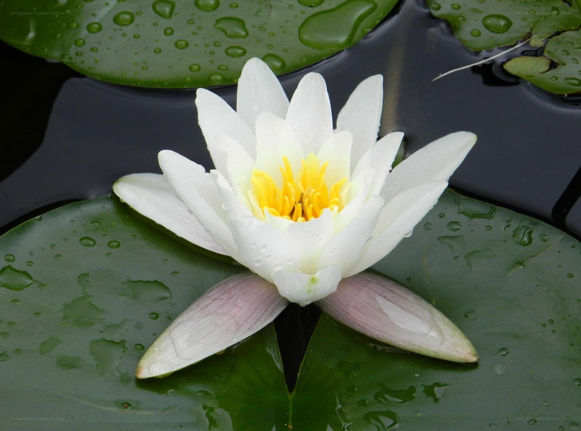 White water lily on lily pad