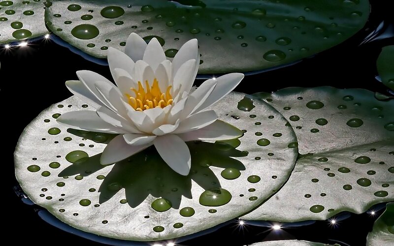 White water lily on lily pad