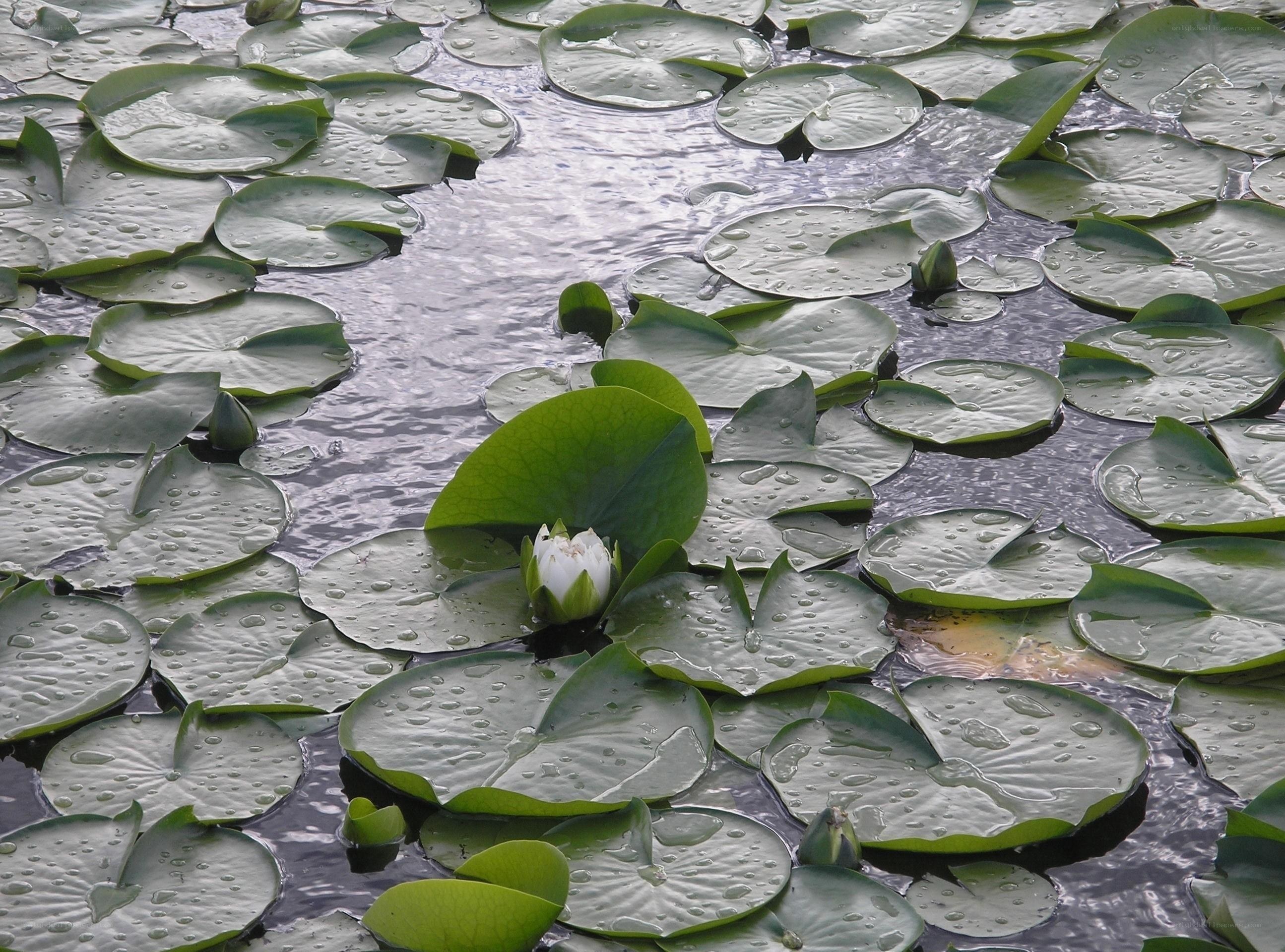 White water lily on lily pads