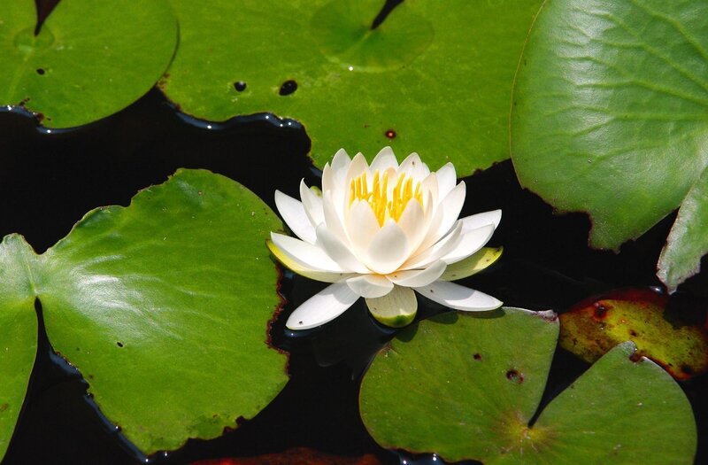 White water lily on lily pads