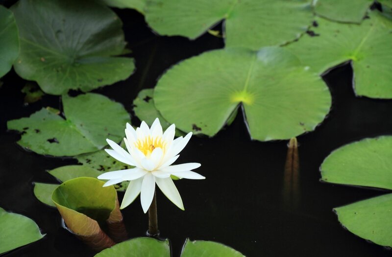 White water lily on lily pads