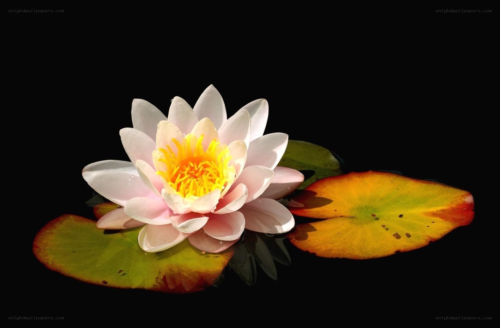 White water lily on lily pads