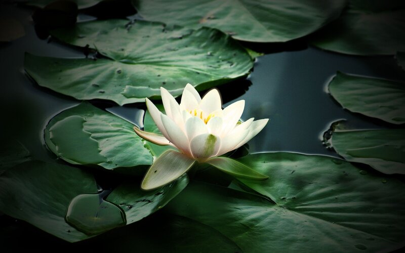 White water lily on lily pads