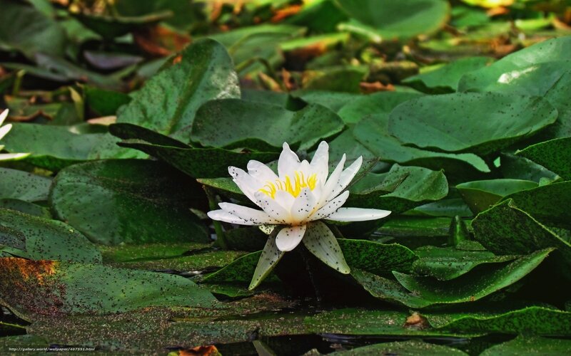 White water lily on lily pads
