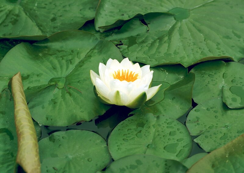 White water lily on lily pads