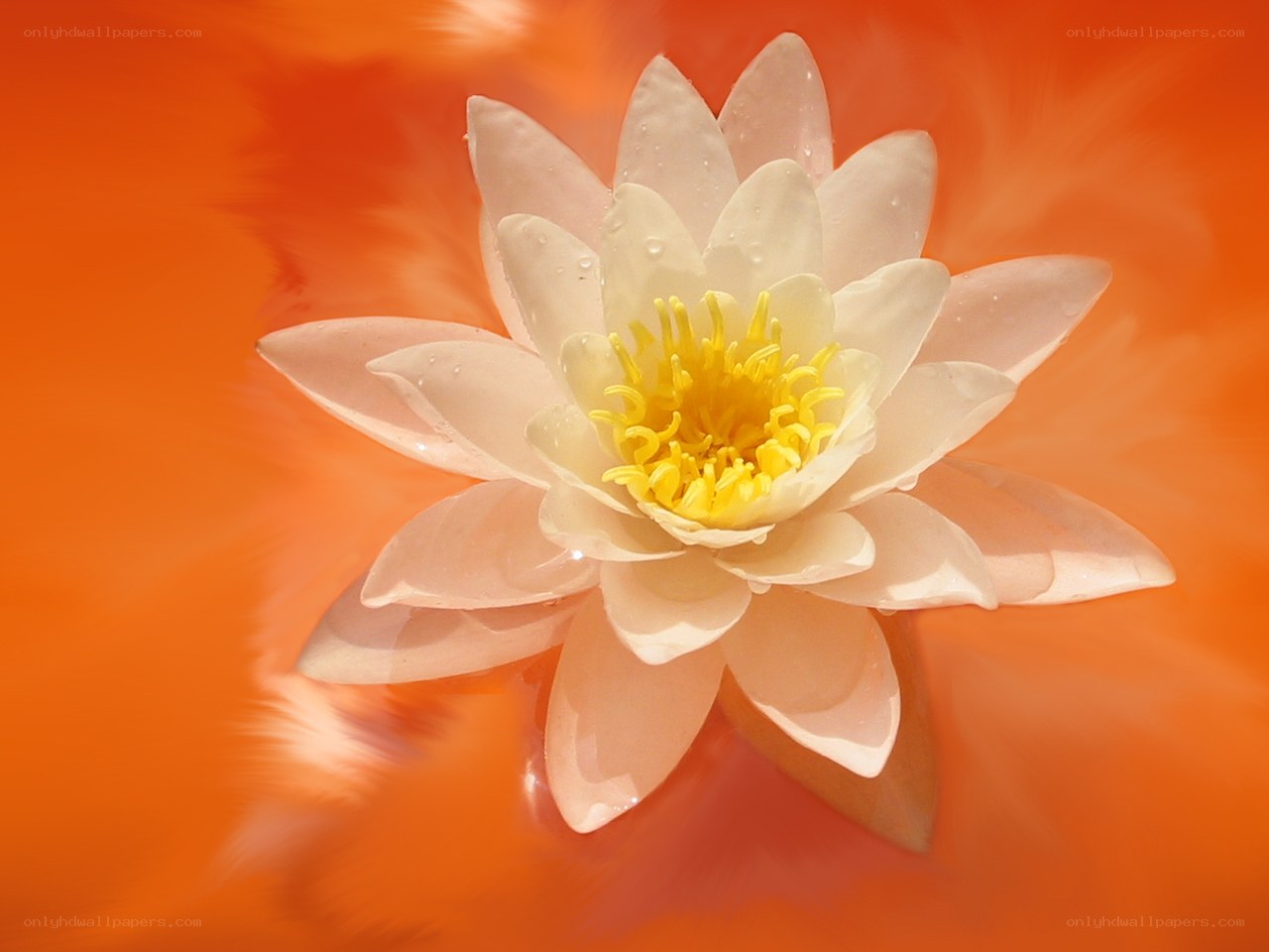 White water lily on orange
