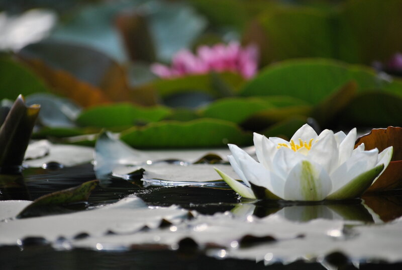 White water lily on pond