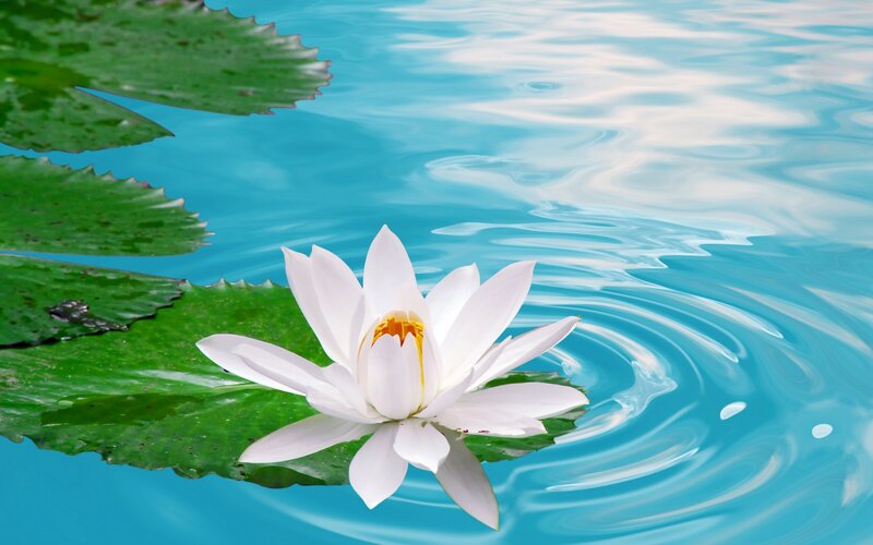 White water lily on pond