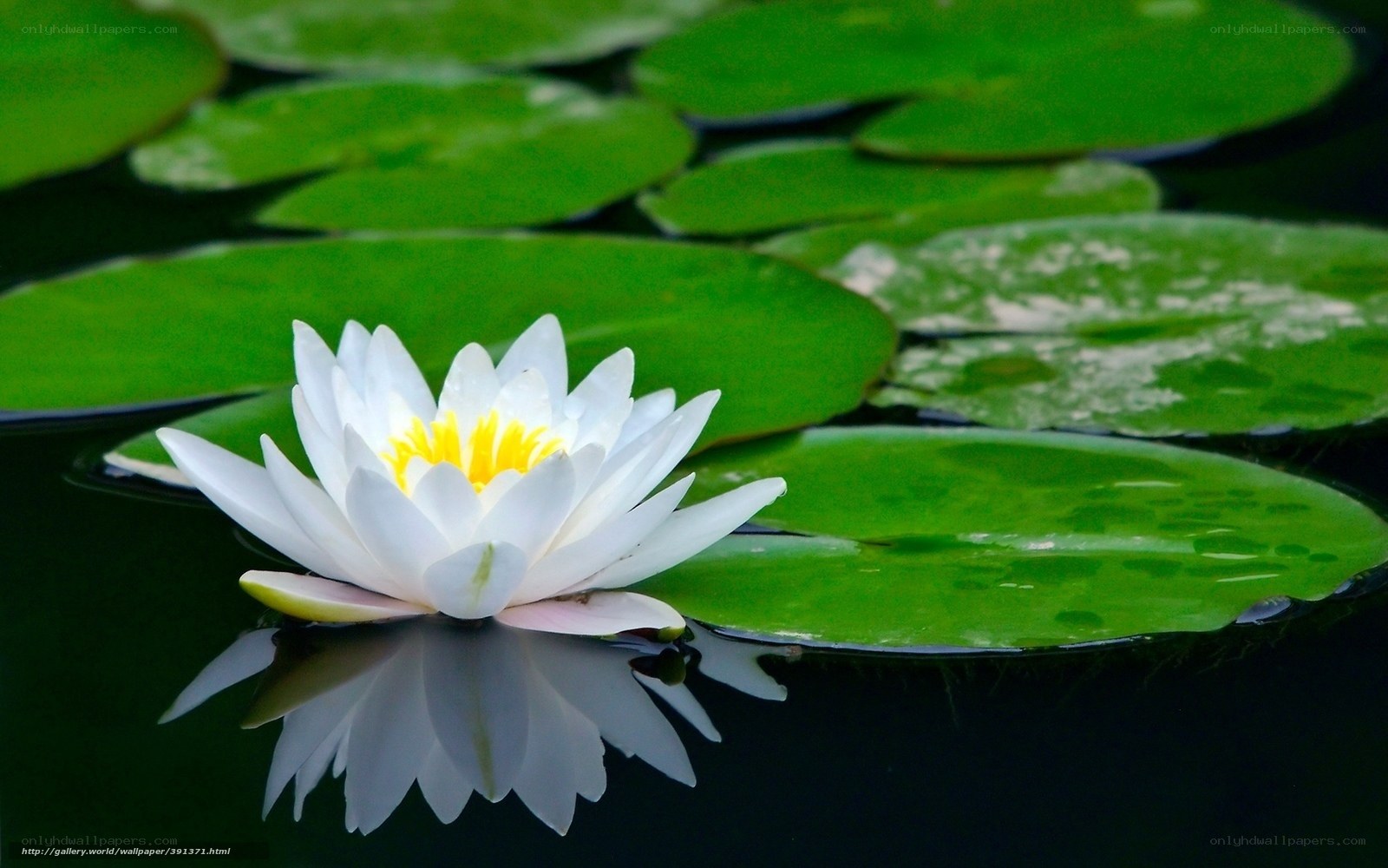 White water lily on pond