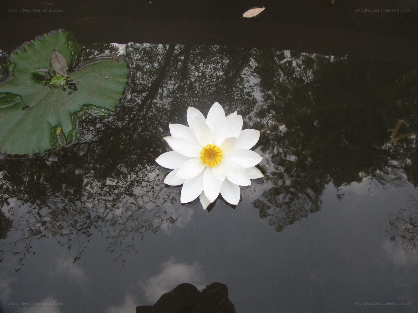 White water lily on pond