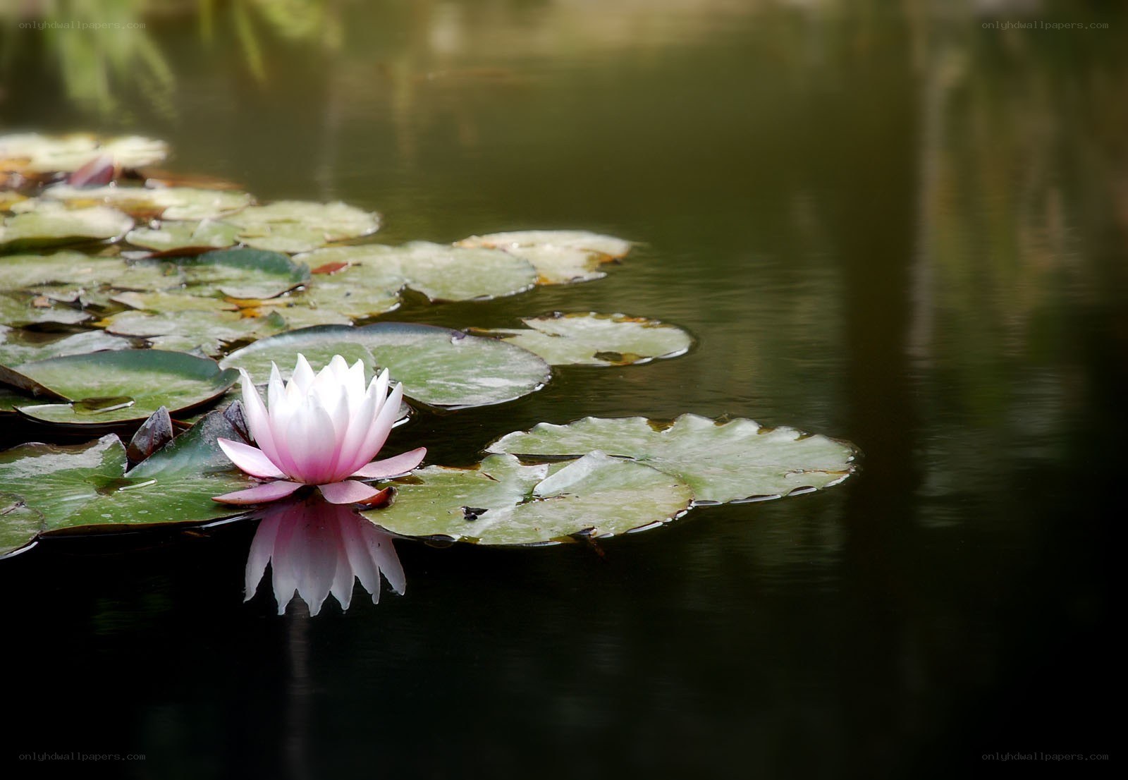 White water lily on pond