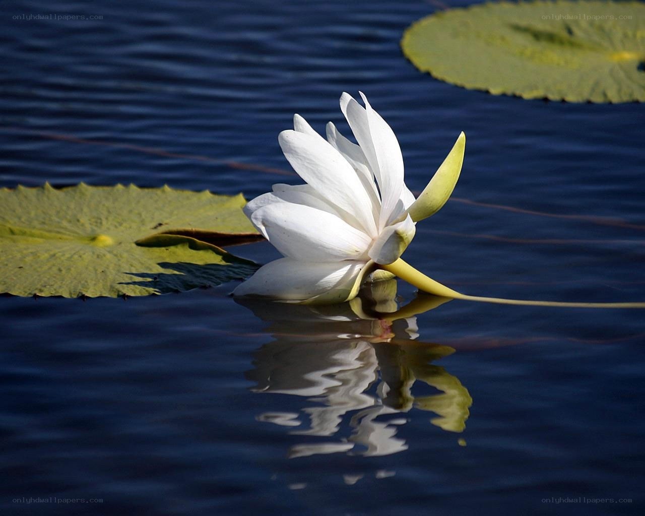 White water lily on pond