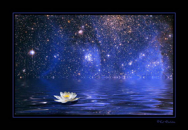 White Water Lily