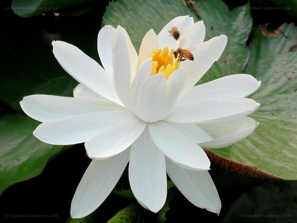 White water lily with bees
