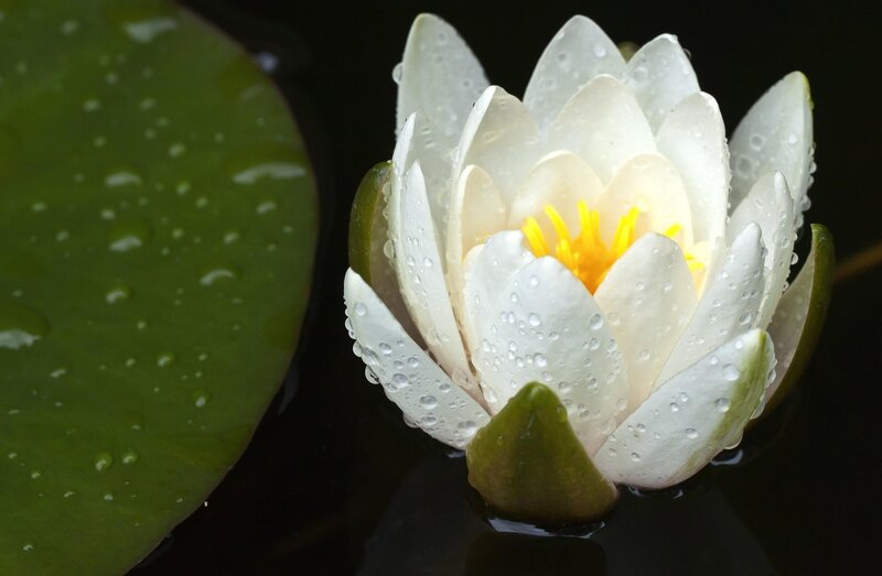 White water lily with dew drops