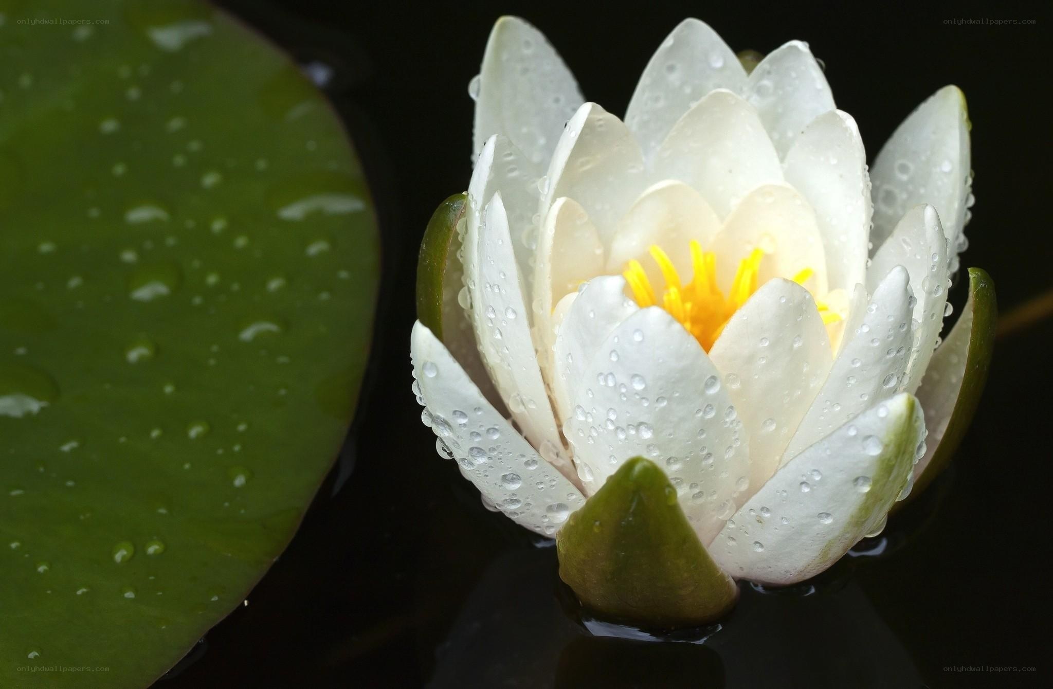 White water lily with dew drops