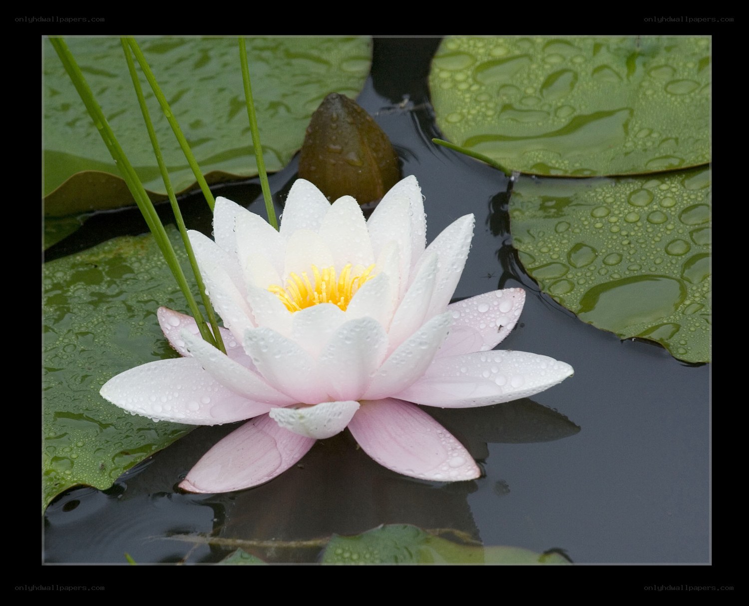 White water lily with dew drops