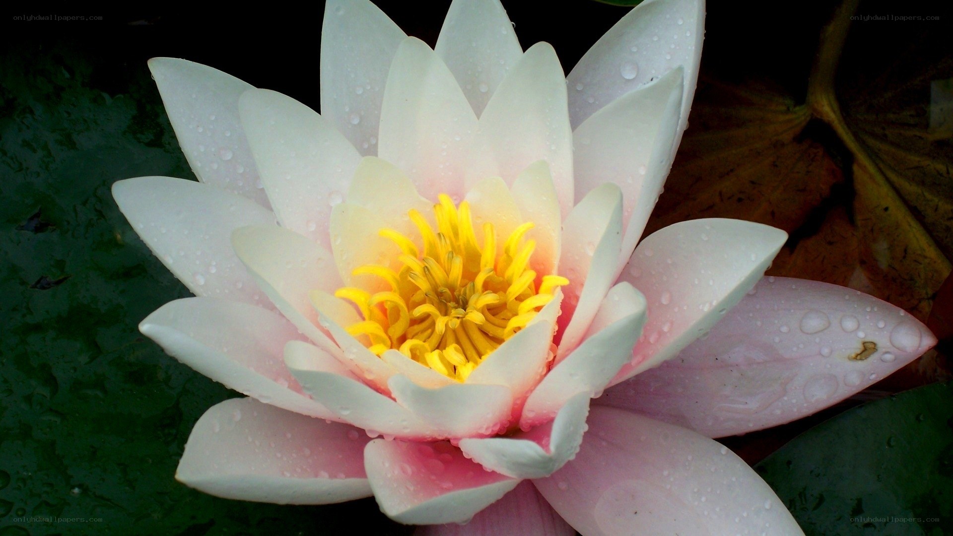 White water lily with dew drops
