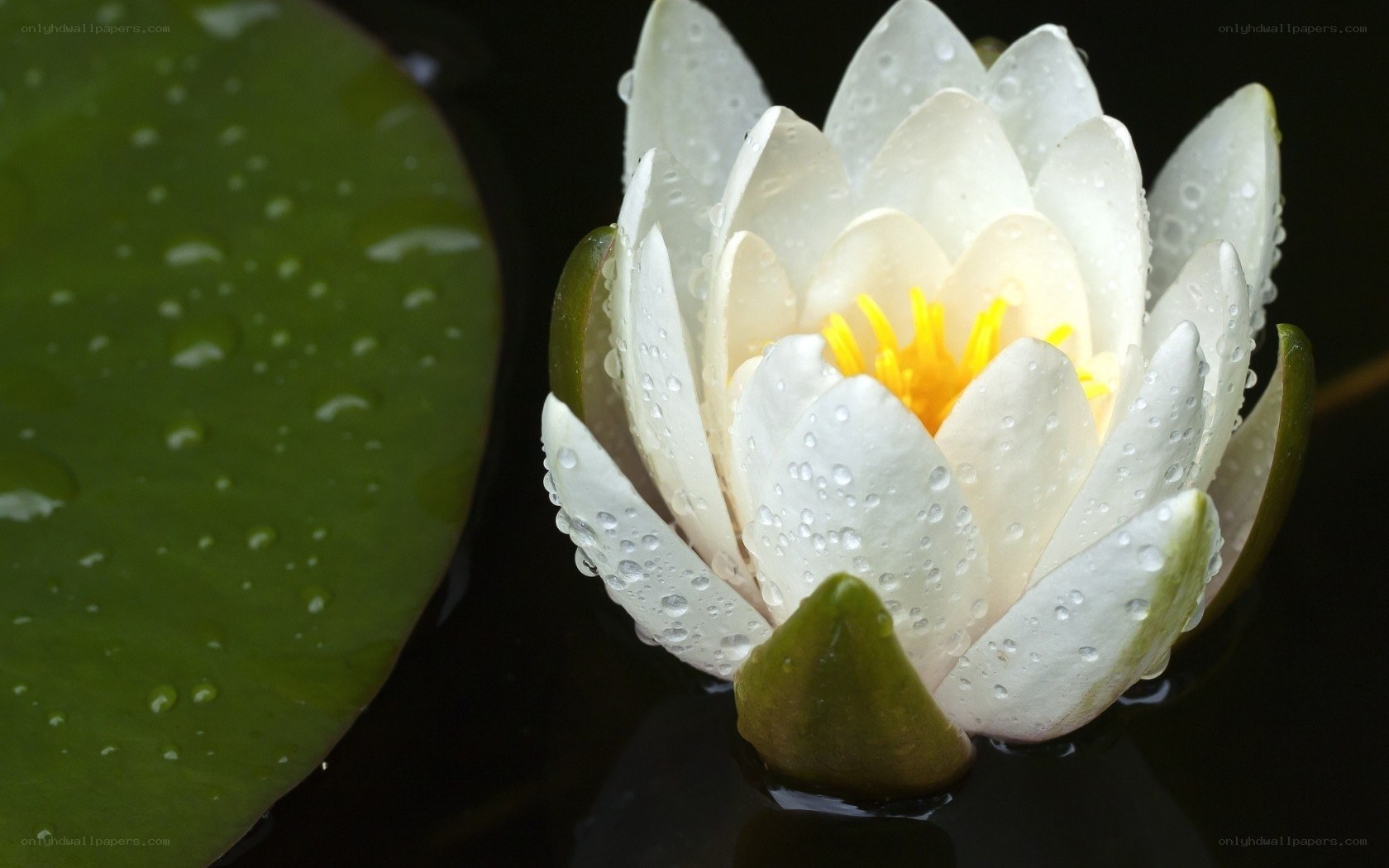 White water lily with dewdrops
