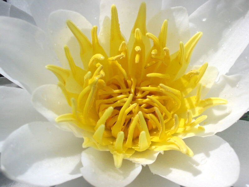White water lily with yellow center