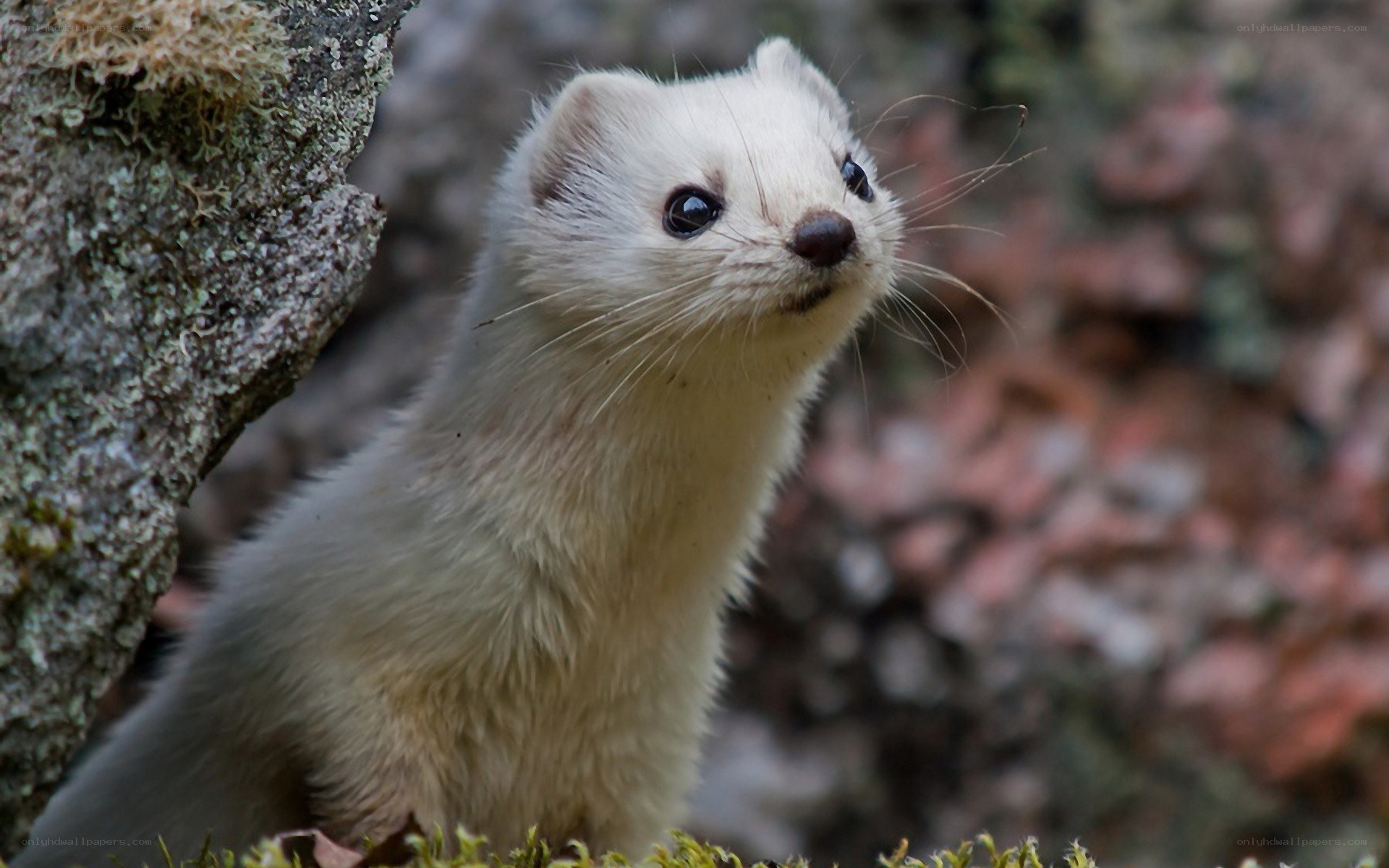 white weasel in forest