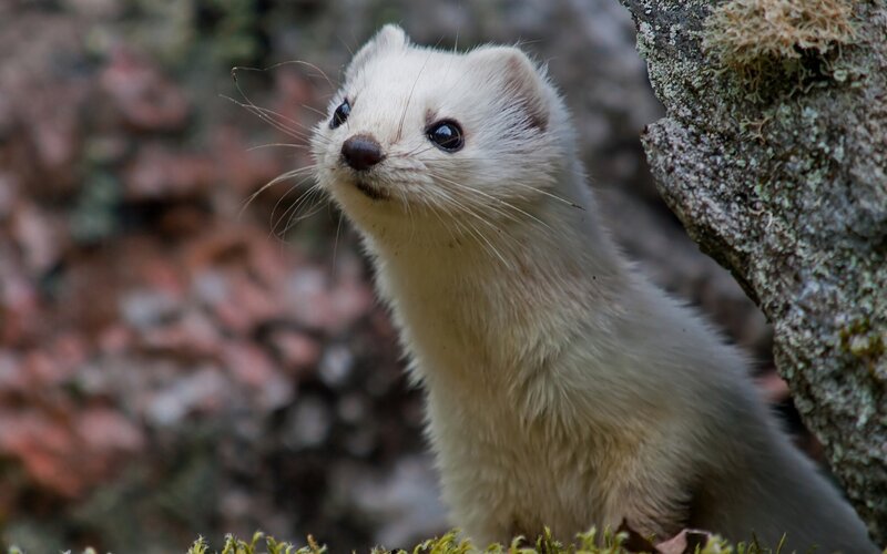 White Weasel in Forest — Curious