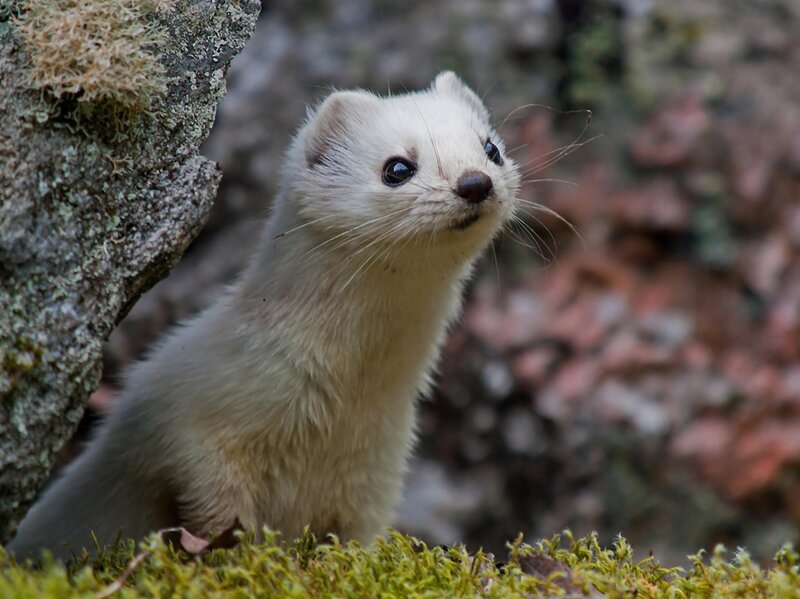 white weasel in moss