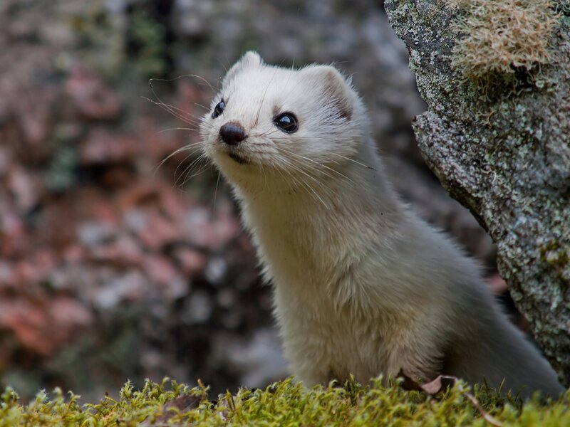 White Weasel in Moss — Green, Curious