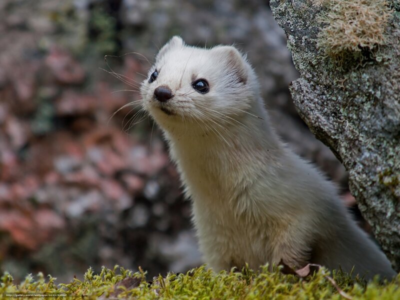 white weasel in moss