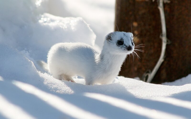 white weasel in snow