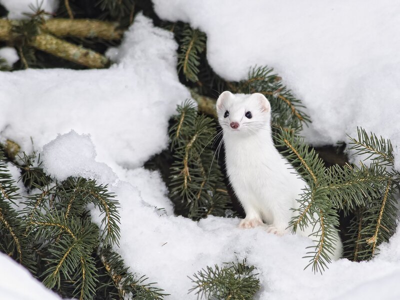 White weasel in snow