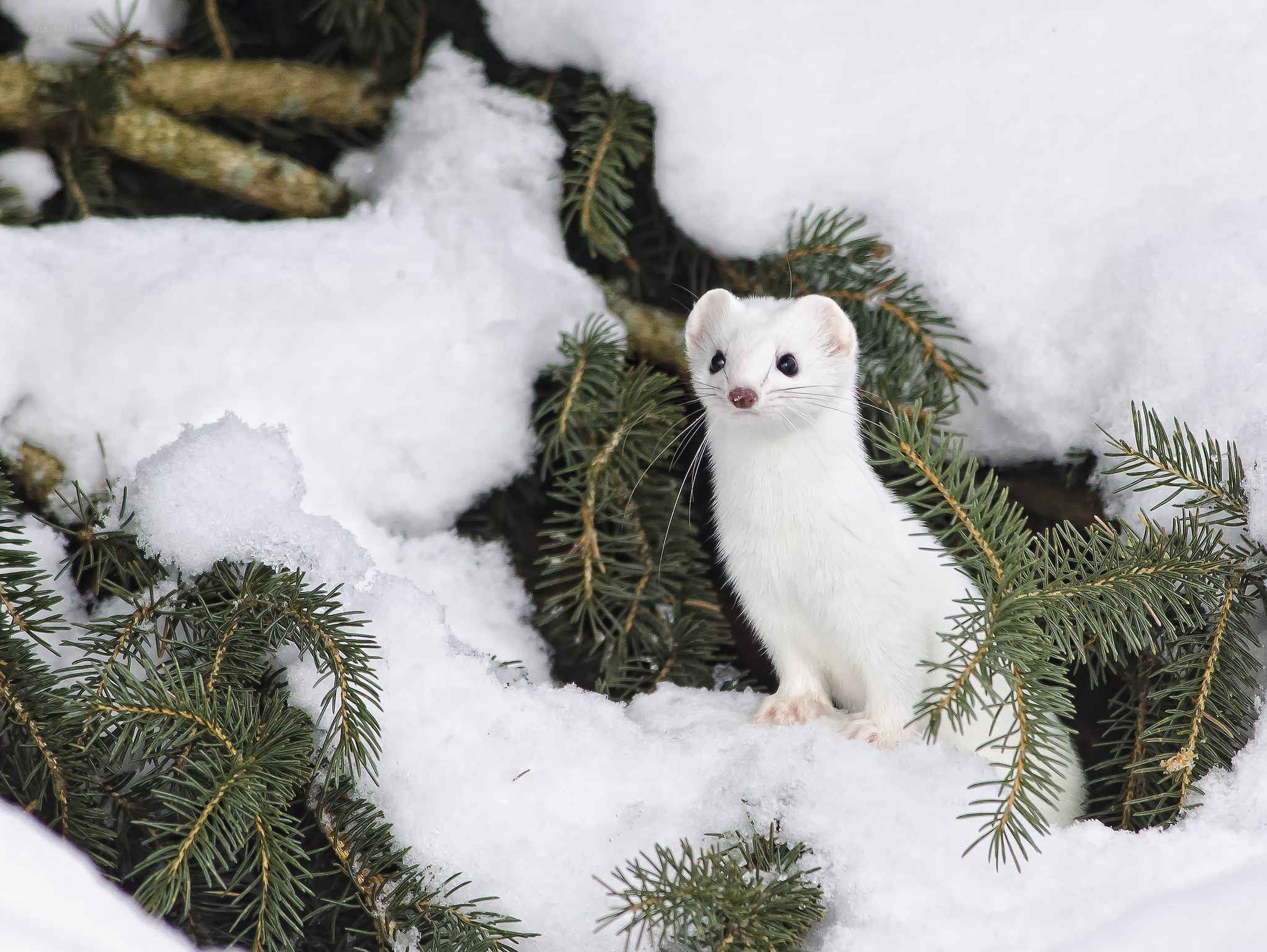 White weasel in snow