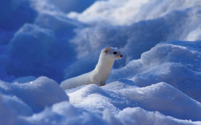 White Weasel in Snow — Blue