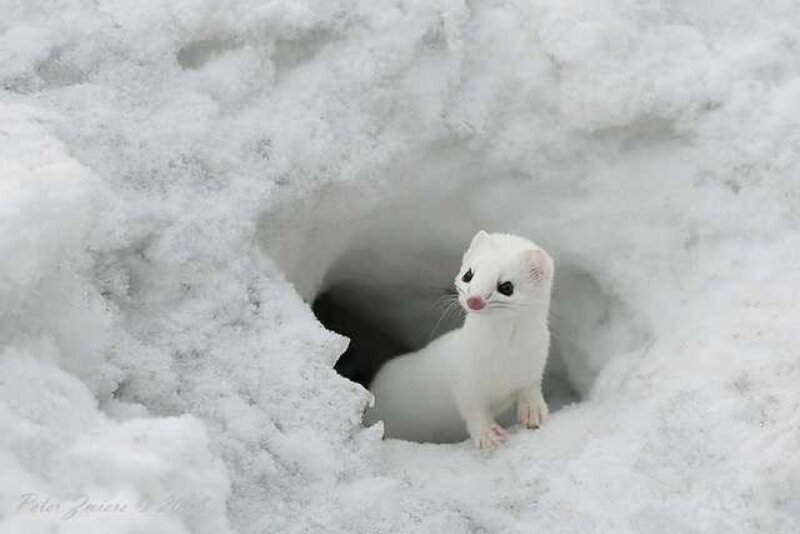 White Weasel in Snow — Calm