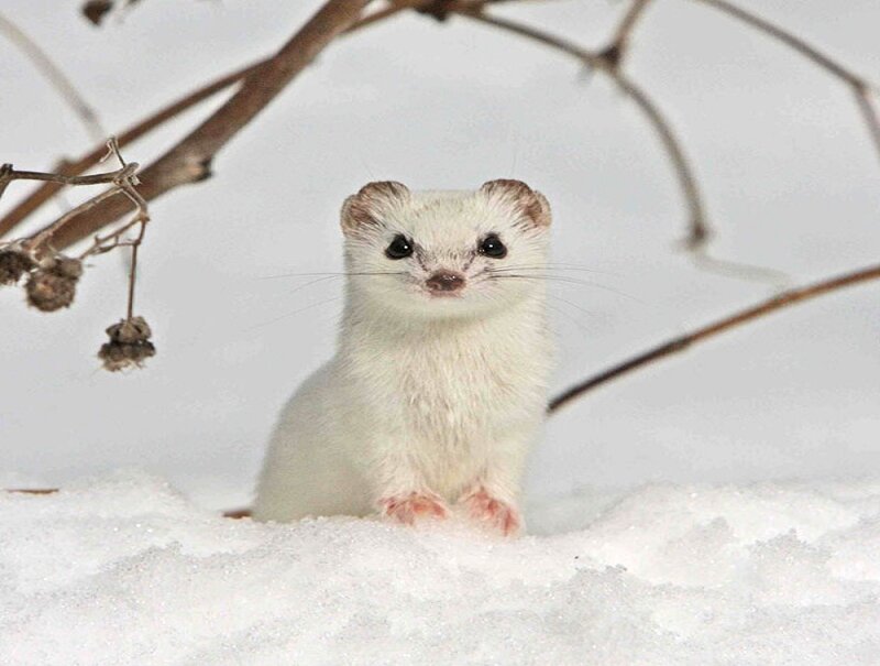 White Weasel in Snow — Calm, Winter, Photograph, Branches